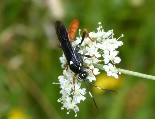 Réf. 294 098 : Amblyjoppa fuscipennis